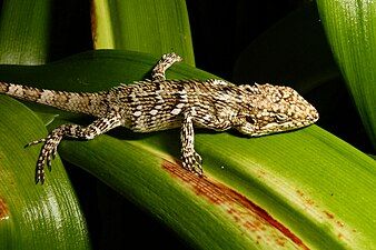 Dorsal view