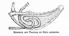 The complex looping trachea of the sarus crane, embedded within its sternum, produces the crane's signature trumpeting calls.[48]