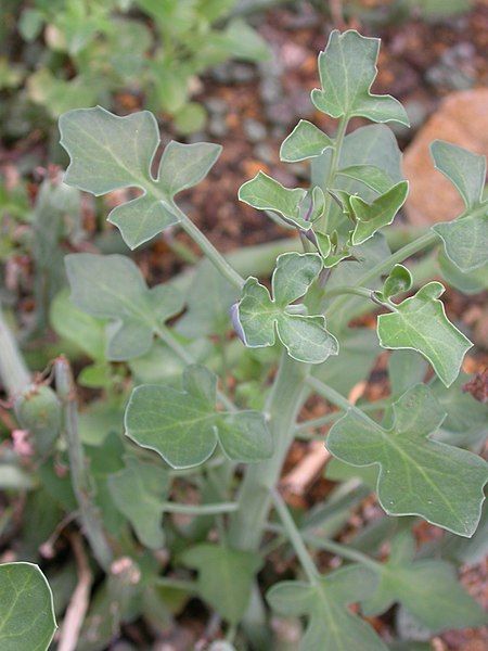 File:Senecio articulatus.jpg