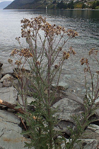 File:Senecio glomeratus kz8.jpg