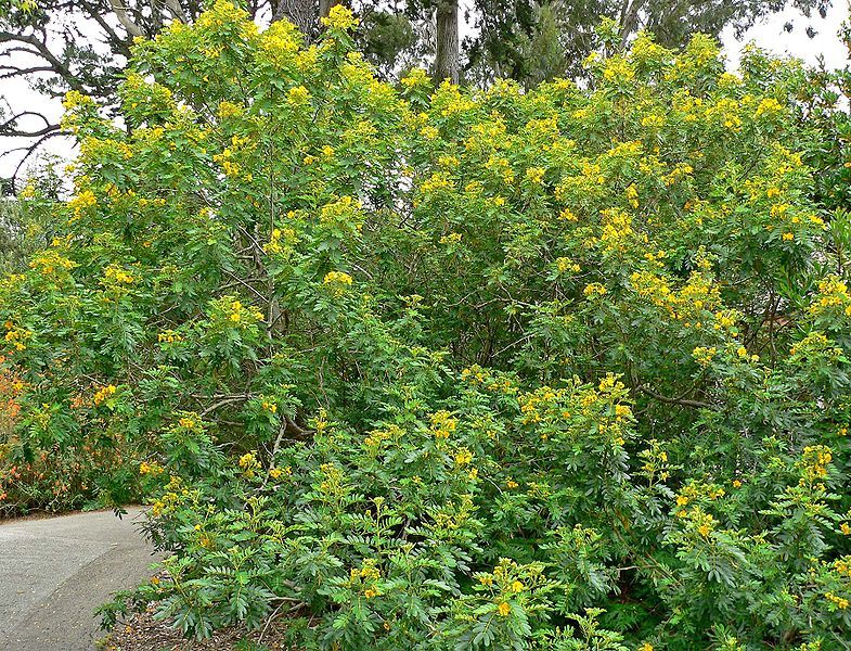 File:Senna multiglandulosa 1.jpg