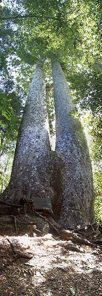 File:Siamese Kauri.jpg