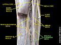 Brachial cutaneous nerve