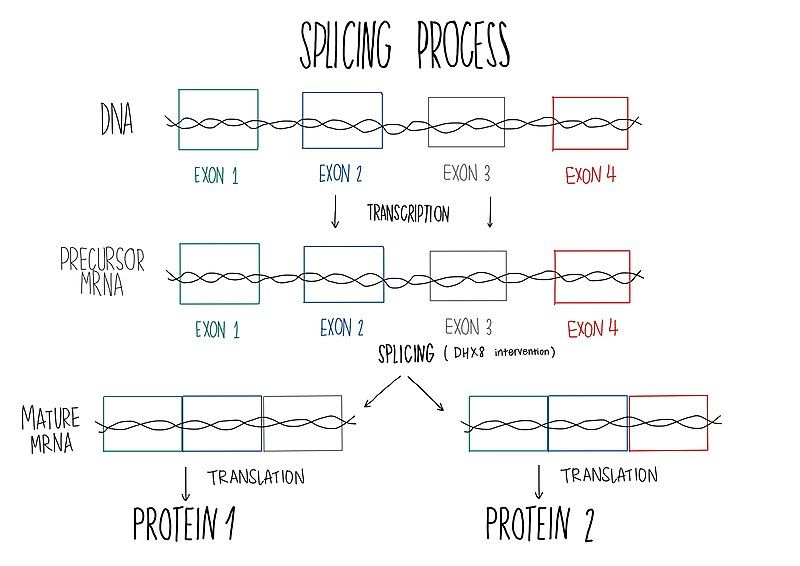 File:Splicing process.jpg