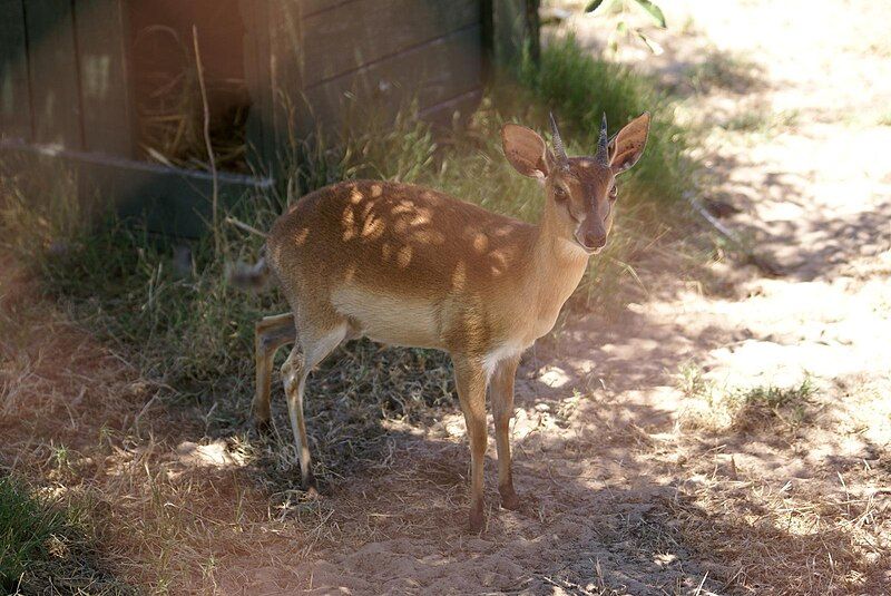 File:Suni-Tygerberg Zoo.jpg