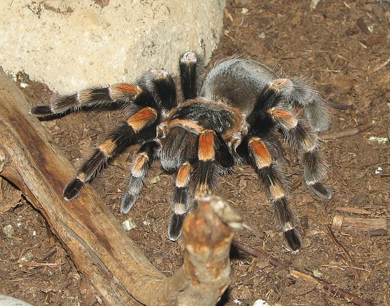 File:Tarantula 020.jpg