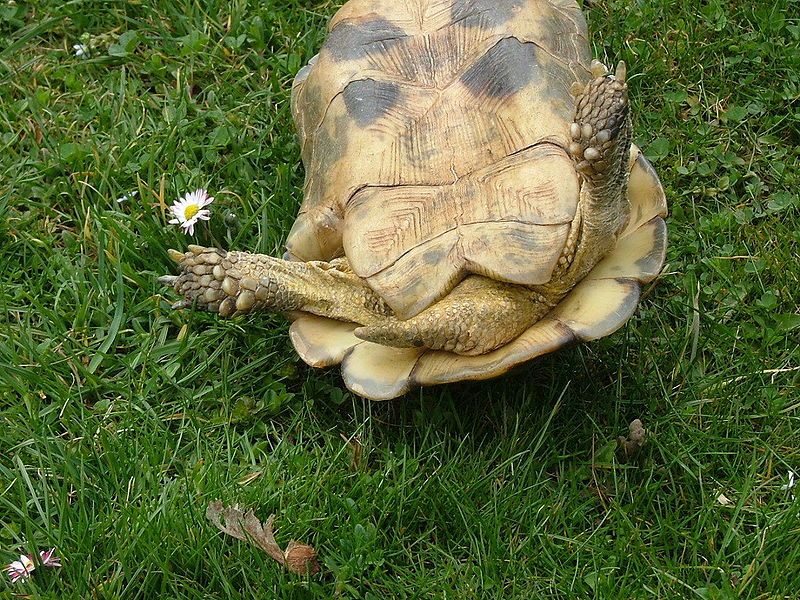 File:Testudo marginata Männchen0008.JPG