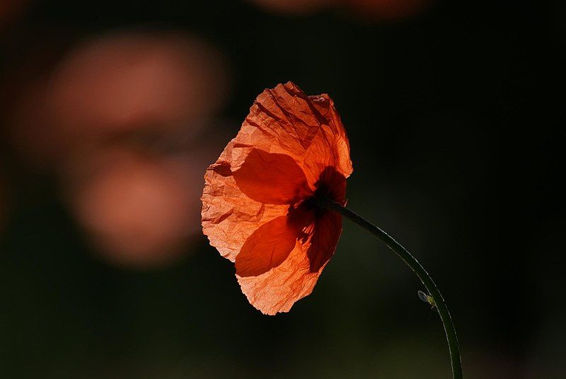 File:The Poppy (8065553634).jpg