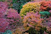 A variety of colors around Tōfuku-ji temple in Kyoto, Japan