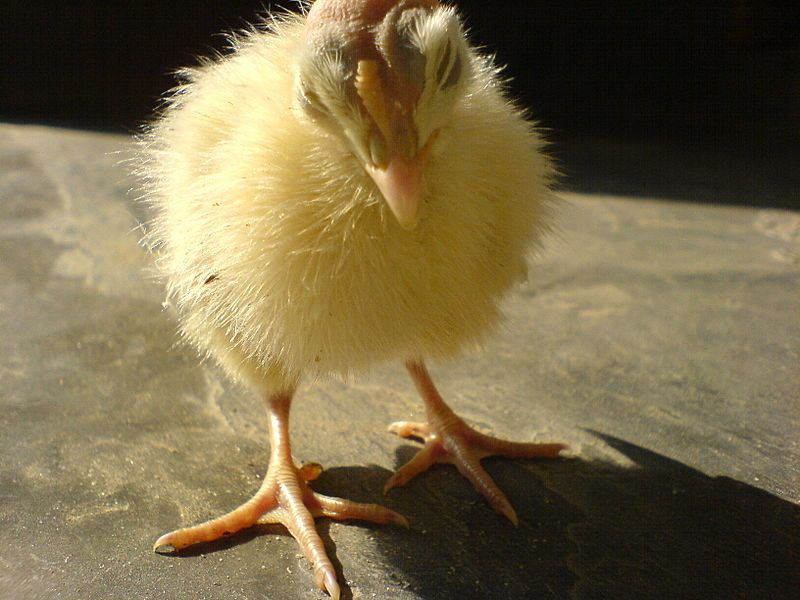 File:Turkey chick.JPG