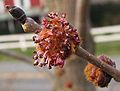 U. rubra flowers