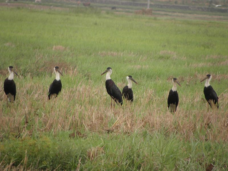 File:White-necked Stork.JPG