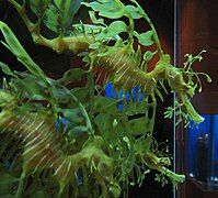 Leafy seadragon (Phycodurus eques).