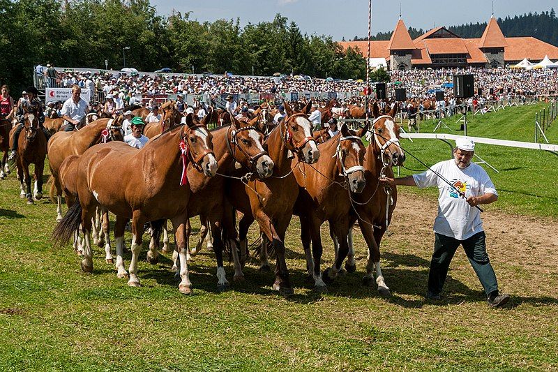 File:2004-Saignelegier-Marche-Concours-Freiberger.jpg