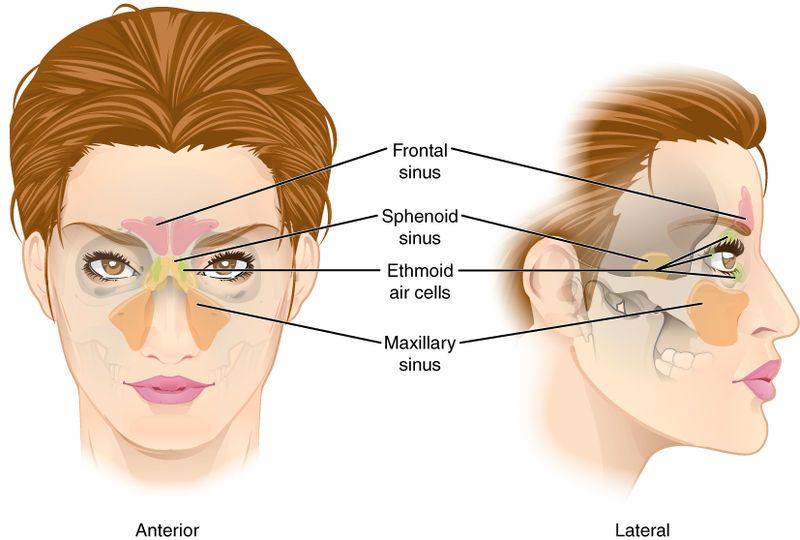 File:724 Paranasal Sinuses.jpg