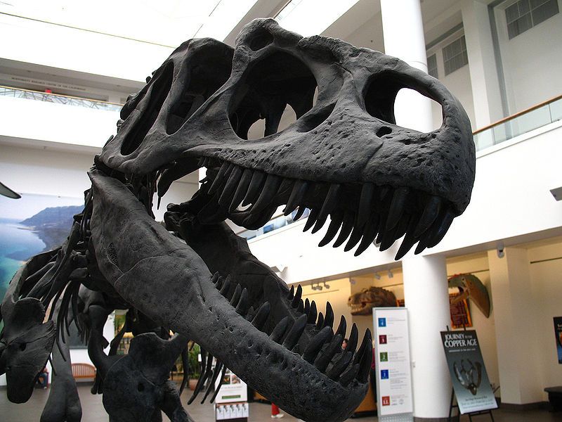 File:Allosaur (1768858002).jpg