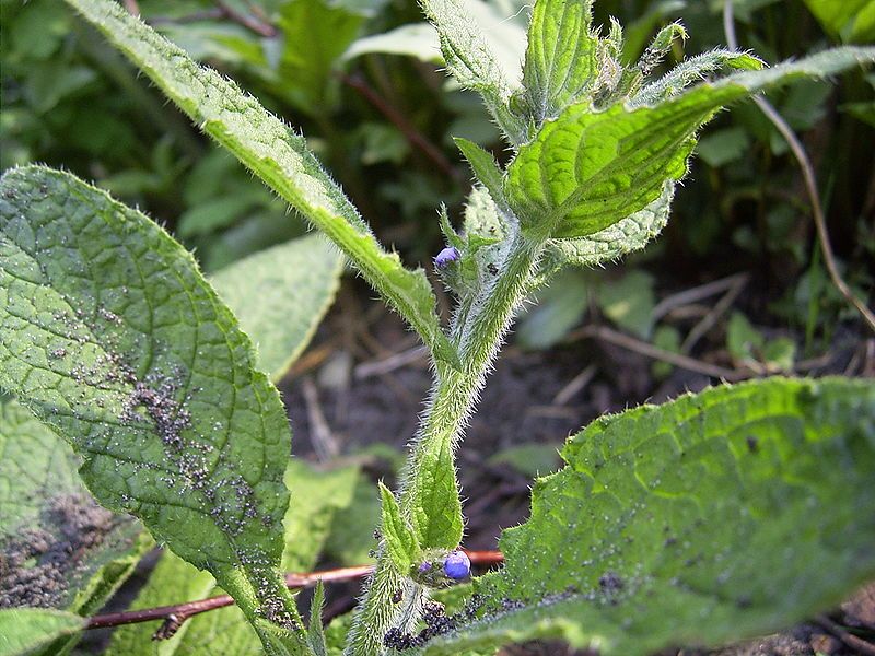 File:AnchusaSempervirens-blad-hr.jpg