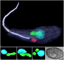 Three-dimensional reconstruction of Angomonas deanei