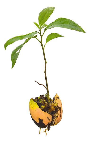 File:Avocado Seedling.jpg