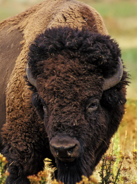 File:Bison head.png