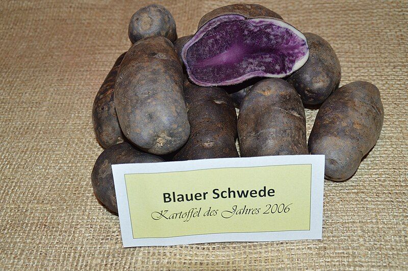 File:Blauer Schwede b.JPG