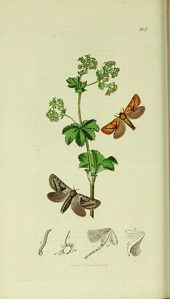 File:Britishentomologyvolume5Plate185.jpg