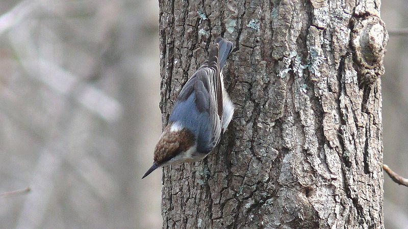 File:Brown-headed Nuthatch-27527.jpg