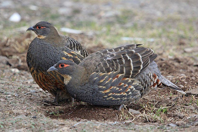 File:Buff-throated Partridge 07.jpg