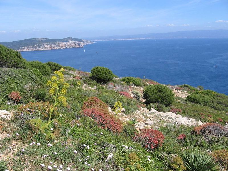 File:Capo Caccia Nature.jpg