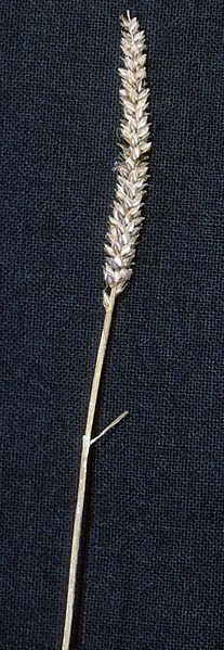 File:Carex scirpoidea NRCS-1.jpg