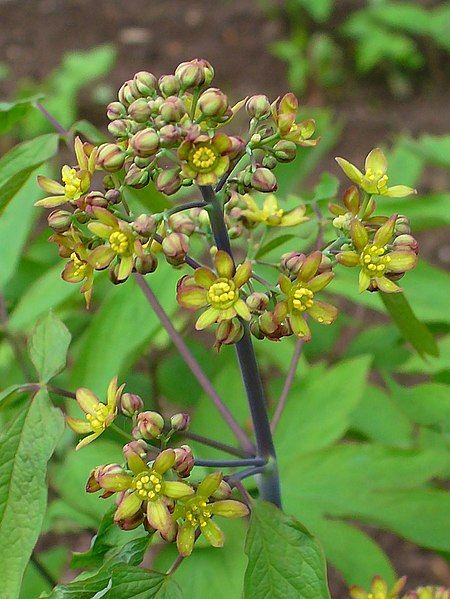 File:Caulophyllum thalictroides 002.JPG