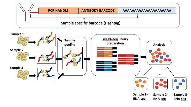 File:Cell Hashing.jpg