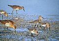 We are all young /juvenile shorebirds (oil on canvasboard) he won the Birdwatch Artist of the Year prize with this painting