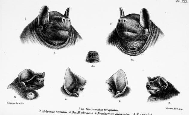 Example of a gular gland in a black bonneted bat[16]