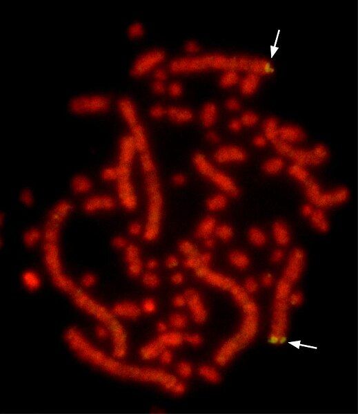 File:ChickenChromosomesBMC Genomics5-56Fig4.jpg