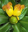 Costus pictus flowers