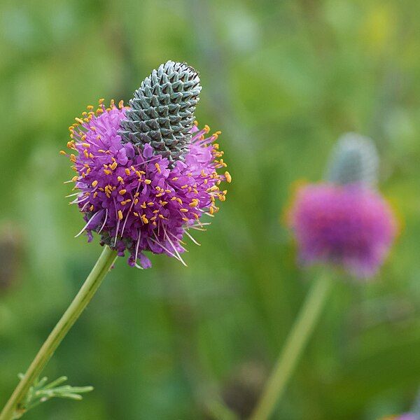 File:Dalea purpurea Arkansas.jpg