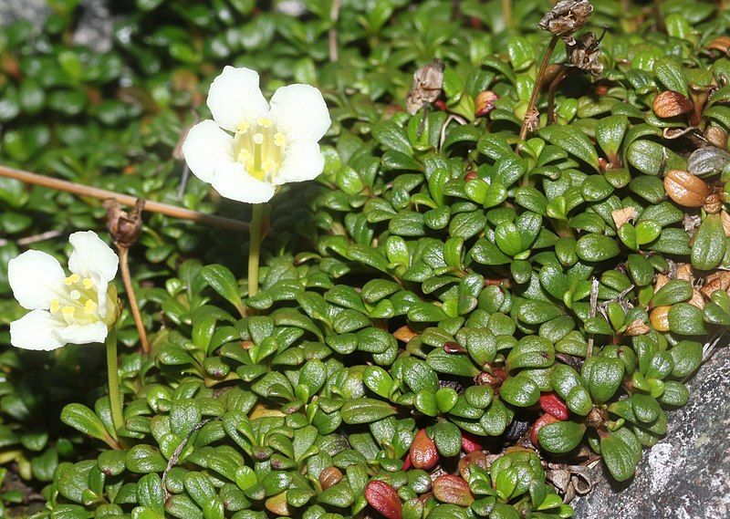 File:Diapensia lapponica (leaf).jpg