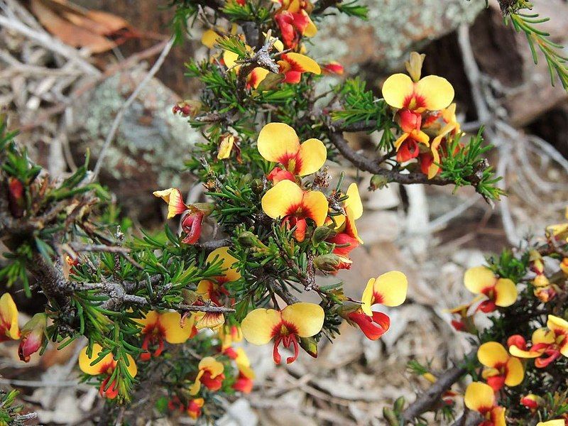 File:Dillwynia ramosissima.jpg