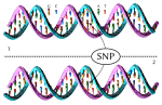 DNA molecule 1 differs from DNA molecule 2 at a single base-pair location - a single-nucleotide polymorphism