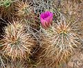 Echinocereus engelmannii