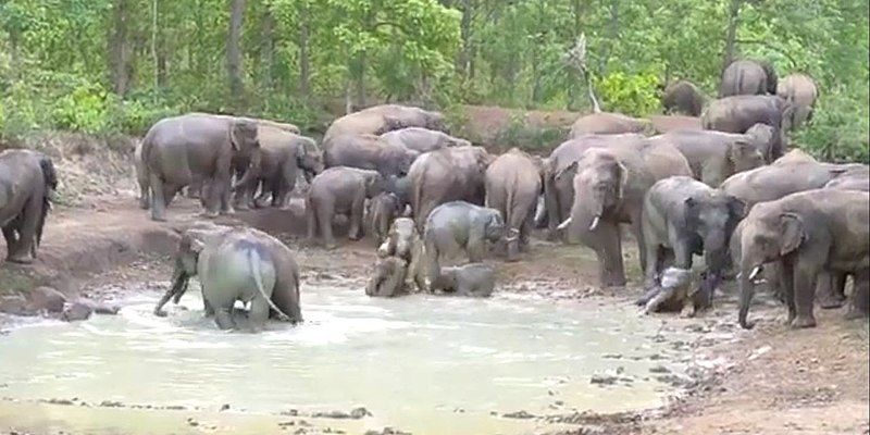 File:Elephant in chakulia.jpg