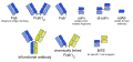 Engineered monoclonal antibodies