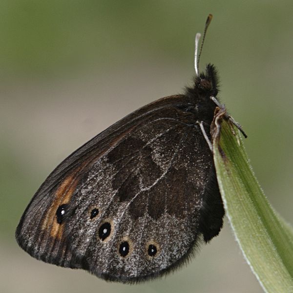 File:Erebia epipsodea side.jpg