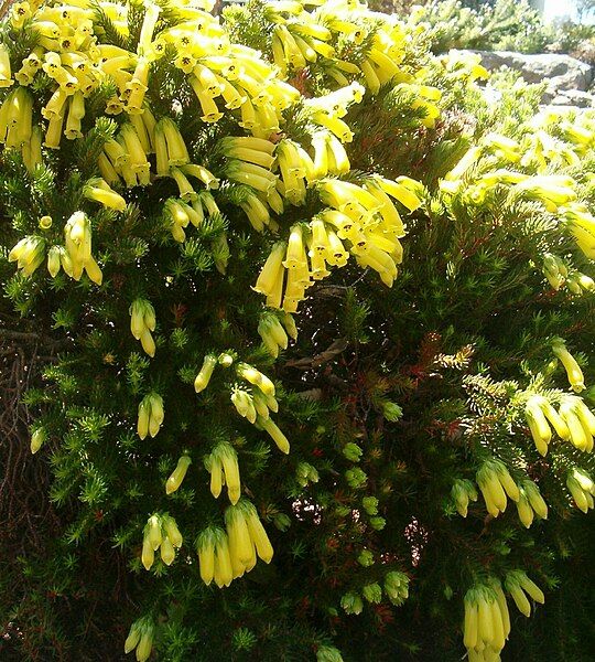 File:Erica nana KirstenboschBotGard09292010B.jpg