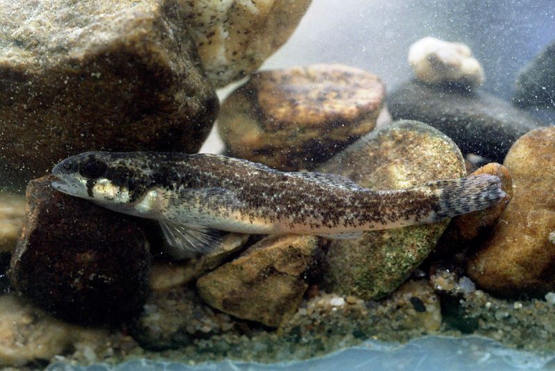 File:Etheostoma trisella.jpg