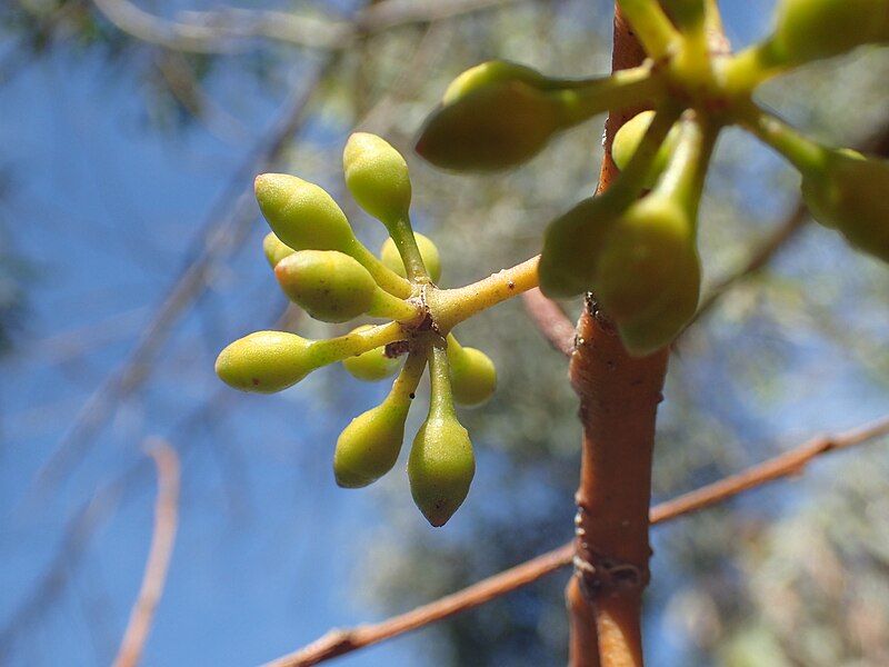 File:Eucalyptus suberea buds.jpg