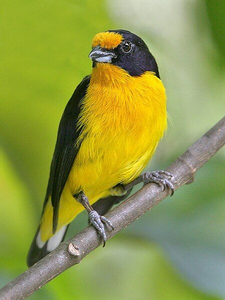 File:Euphonia violacea-20090208.jpg