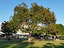 Port Jackson fig