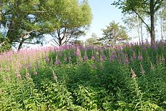 Sloping surface containing green vegetation with purple flowers. Trees are seen in the background.